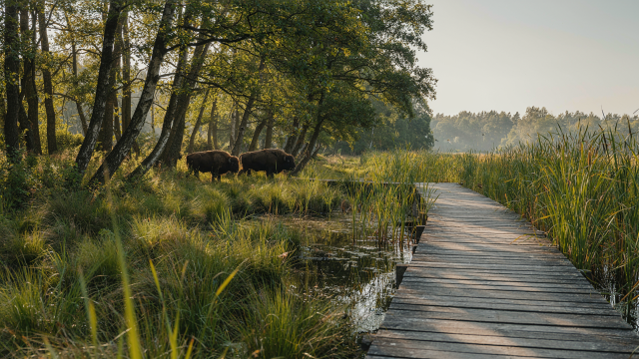 PODLASIE 4 DNI